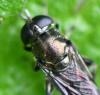 Eumerus sp.